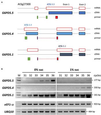  Alternative splicing of Arabidopsis G6PD5 recruits NADPH-producing OPPP reactions to the endoplasmic reticulum